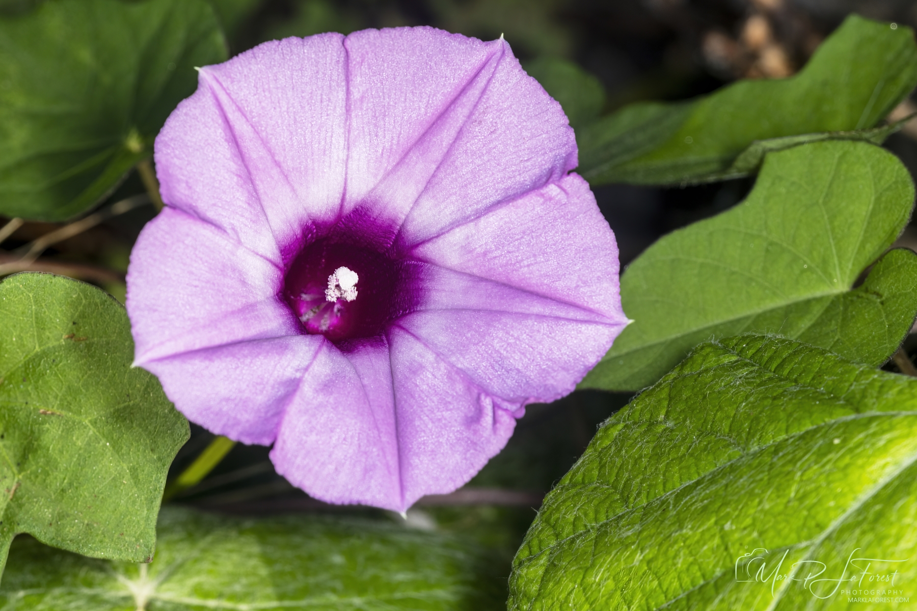 Texas Bindweed, Austin, Texas
